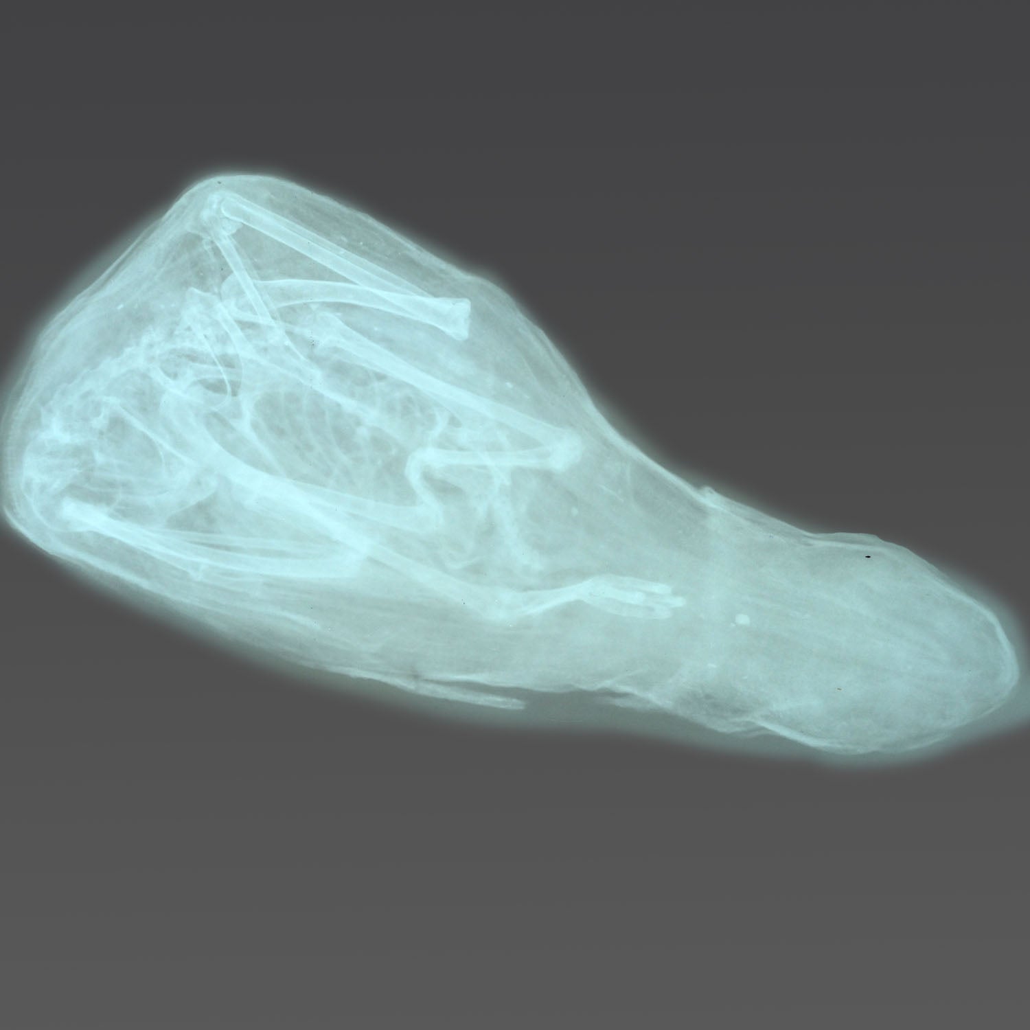 An Egyptian Sacred Animal Mummy of an Ibis, Late Period, ca. 664 - 332 BCE