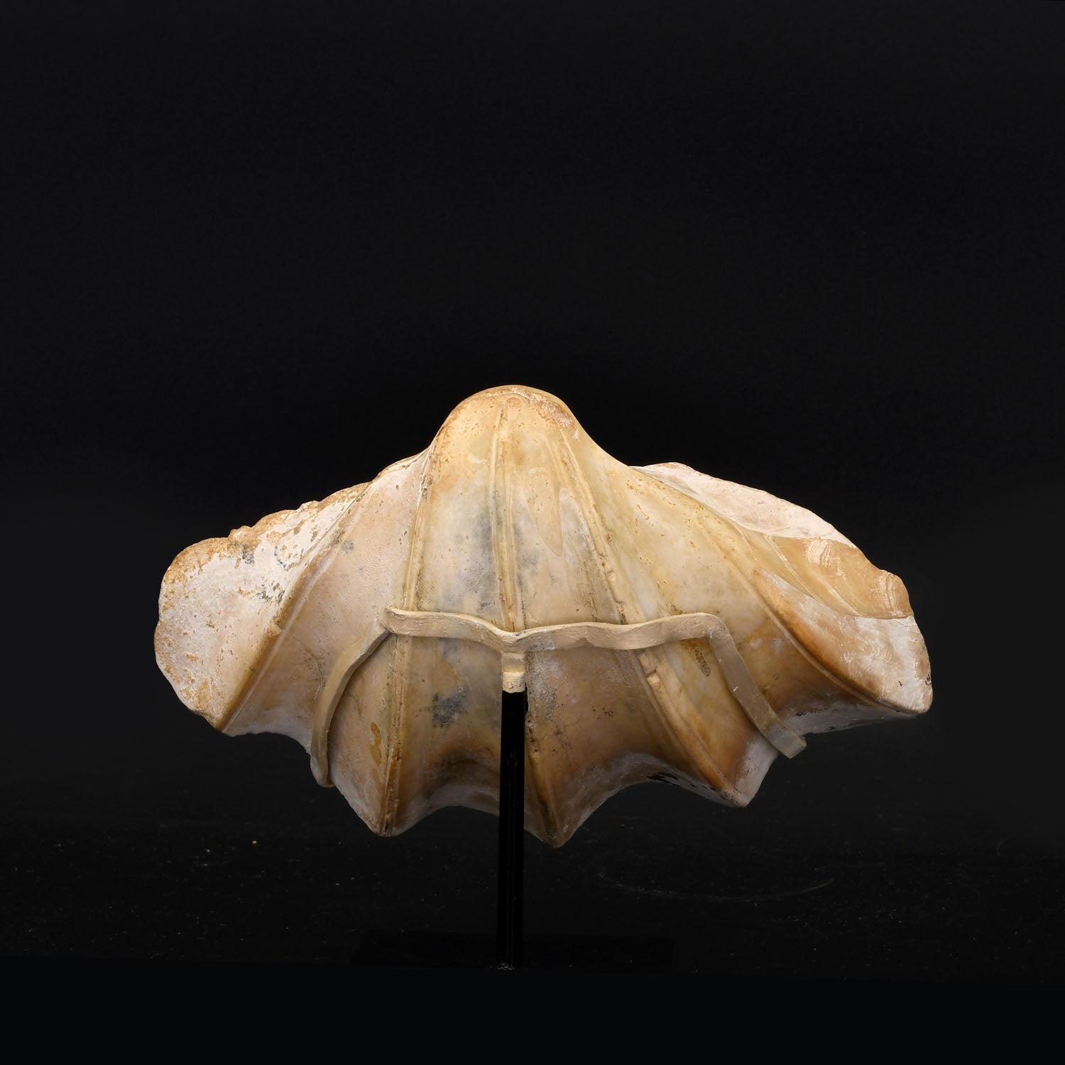 A rare Phoenician Carved Tridacna Shell with Bird's Head, ca. 630 - 580 BCE