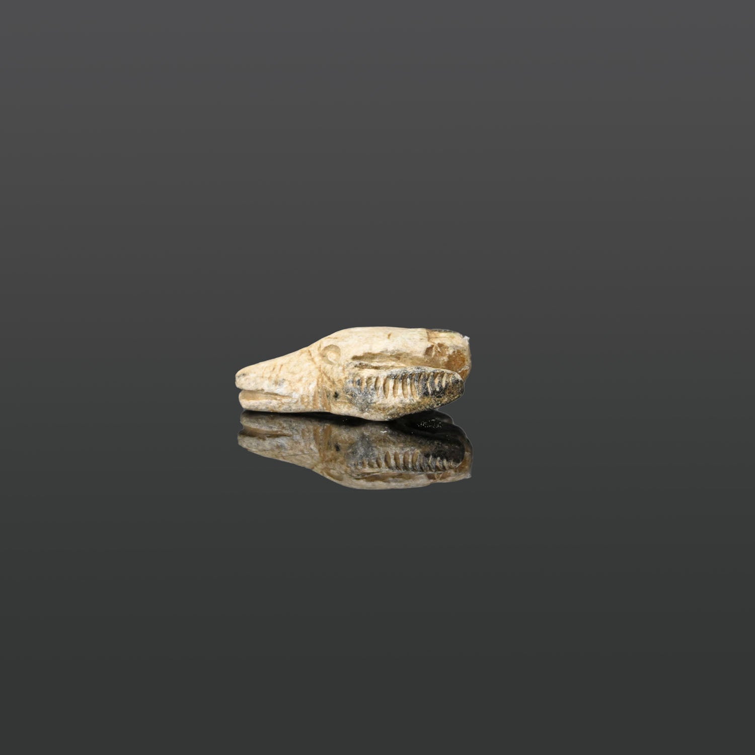 Ein ägyptisches Speckstein-Schakalkopf-Amulett, Mittleres Reich, ca. 2070 - 1600 v. Chr