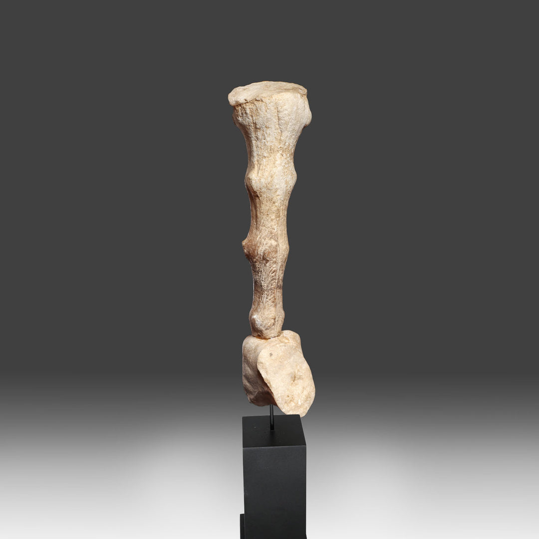 Roman Marble Hand of Hercules Holding his Club, Roman Imperial Period, ca. 2nd - 3rd century CE