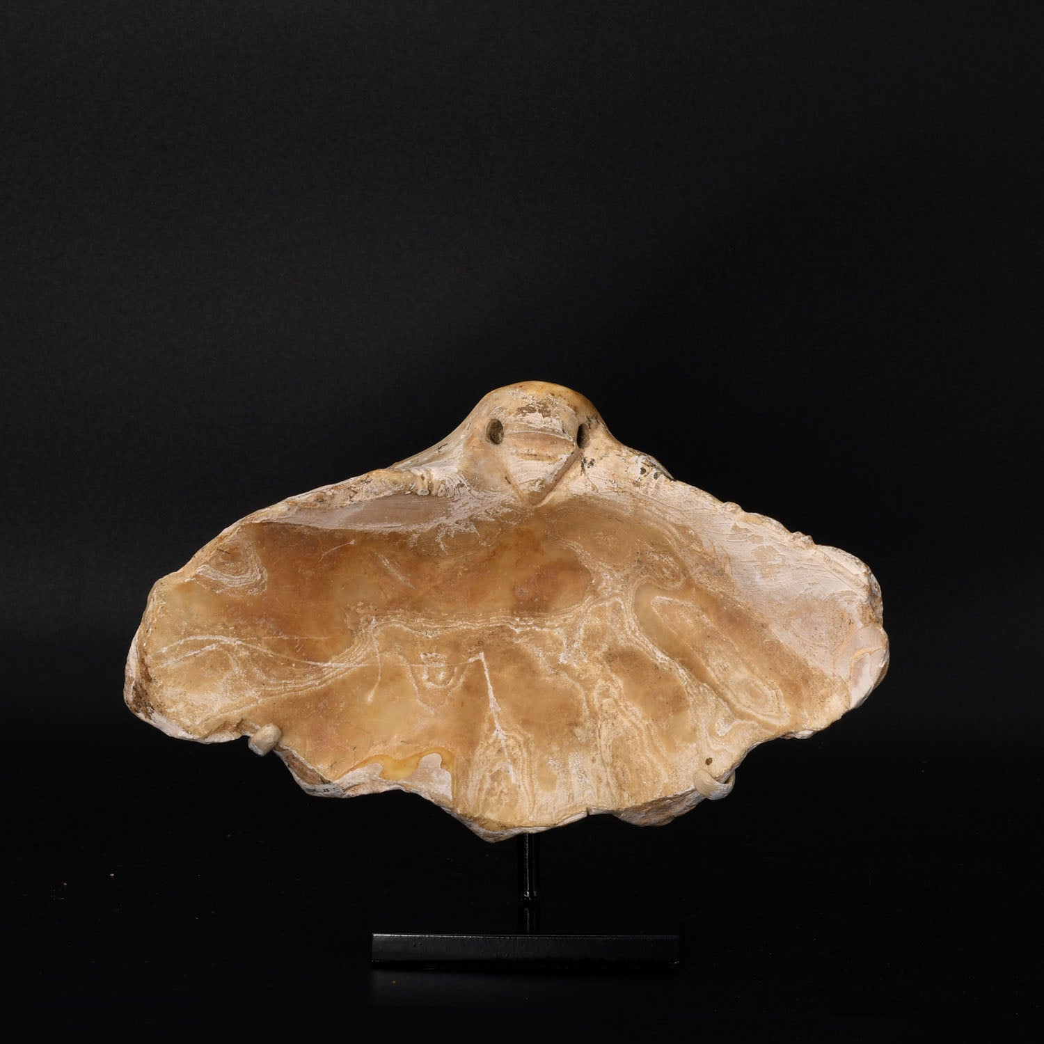 A rare Phoenician Carved Tridacna Shell with Bird's Head, ca. 630 - 580 BCE