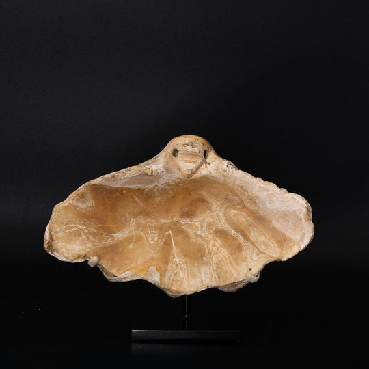 Eine seltene phönizische geschnitzte Tridacna-Muschel mit Vogelkopf, ca. 630 - 580 v. Chr