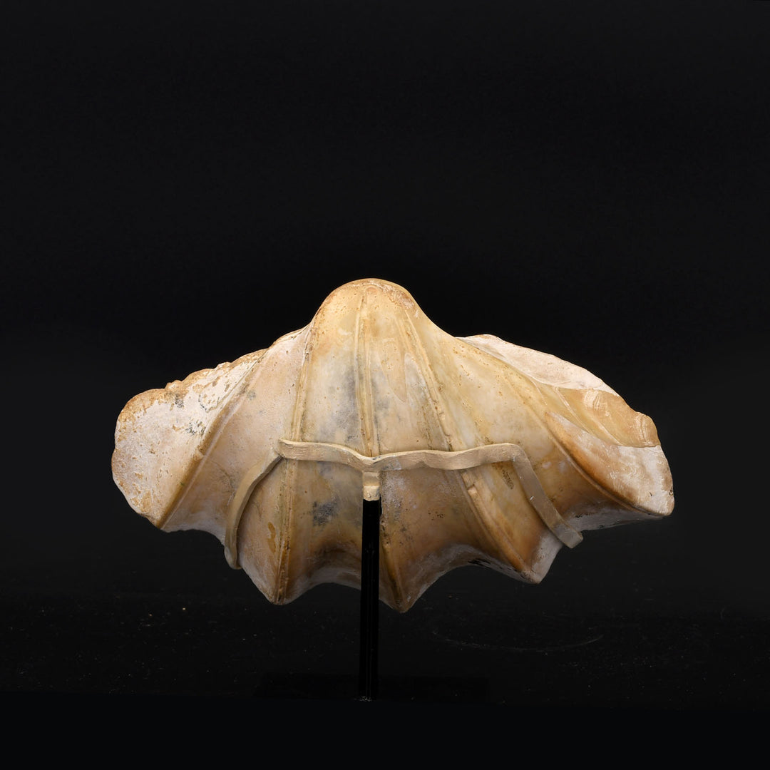 A rare Phoenician Carved Tridacna Shell with Bird's Head, ca. 630 - 58 ...