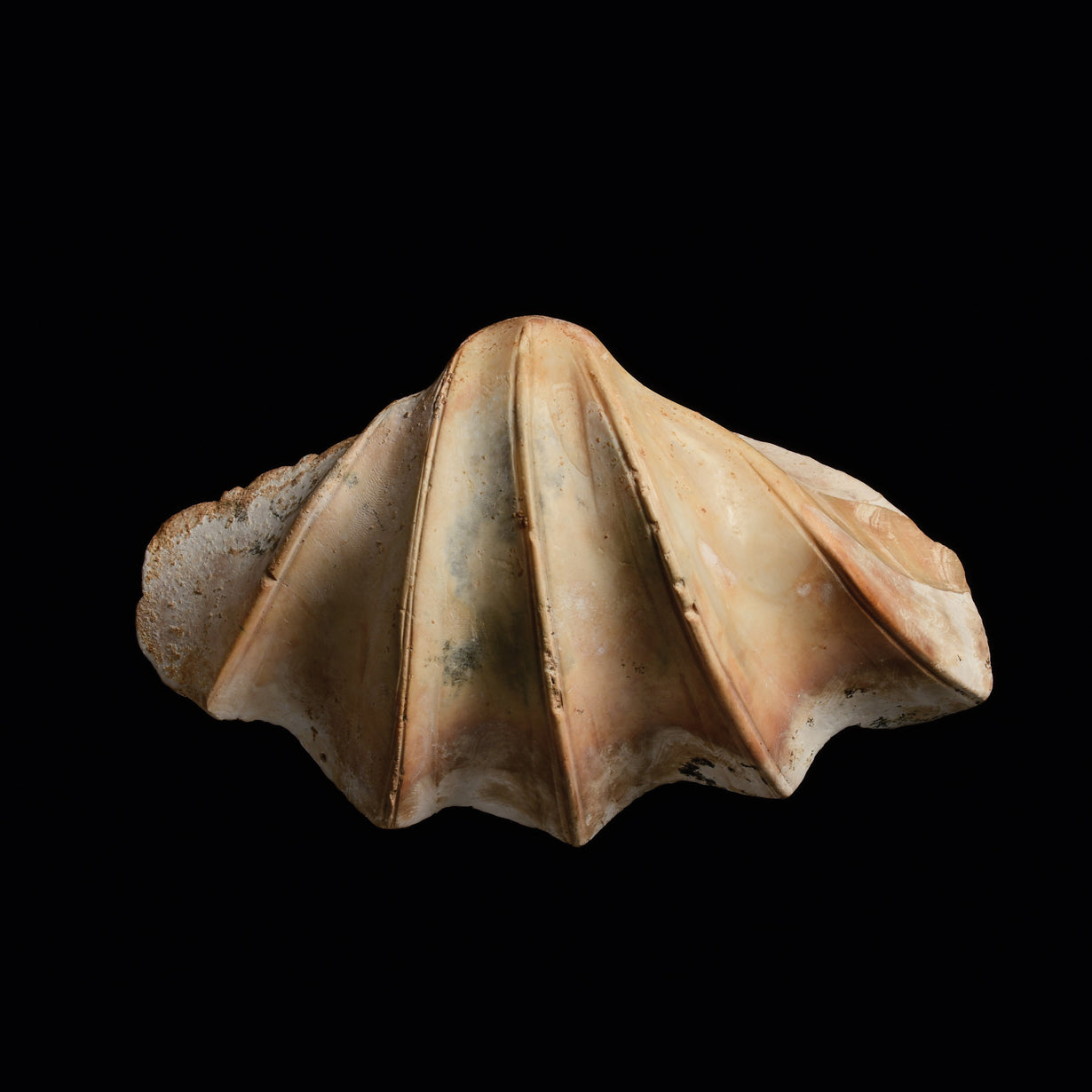 A rare Phoenician Carved Tridacna Shell with Bird's Head, ca. 630 - 580 BCE